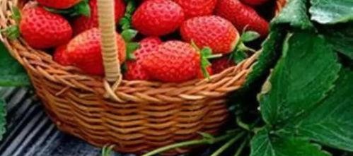 完整国产免费水莓100,免费品尝100份水莓的甜蜜诱惑